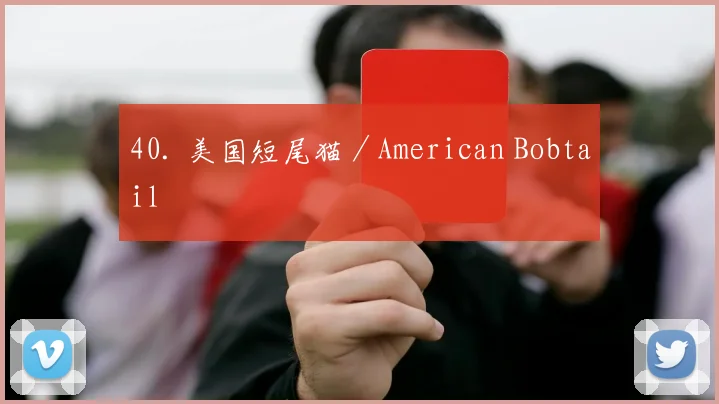 40. 美国短尾猫／American Bobtail